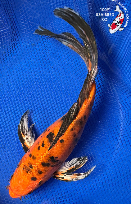 12" Hikari Utsuri Butterfly Koi #J22315(X13)