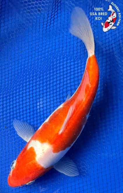 Koi Fish for Sale | Japanese Koi Varieties Online | Kloubec Koi