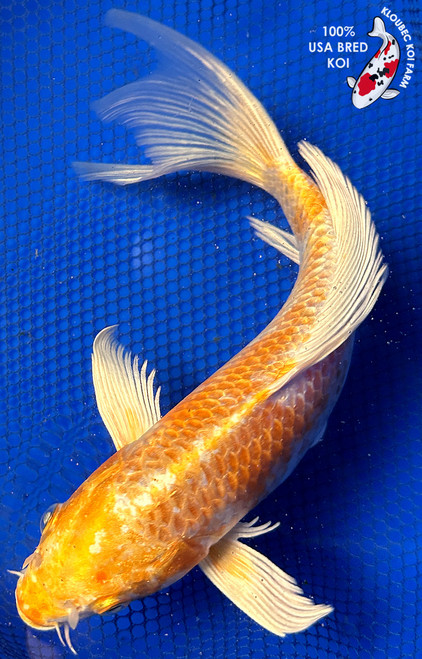 9" Yamabuki Hariwake Butterfly Koi #J22321(X13)