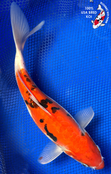 10.5" Beni Kumonryu Koi #J22323(X15)