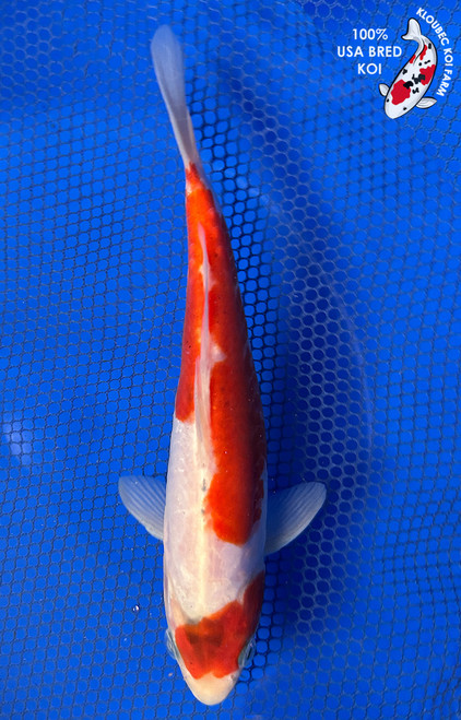 8.5" Doitsu Kohaku Koi #J22325(X15)