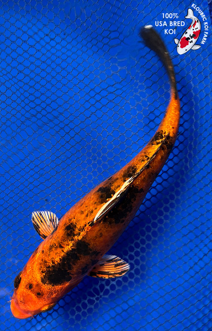 Koi Fish For Sale | Health-Certified Japanese Koi | Kloubec Koi