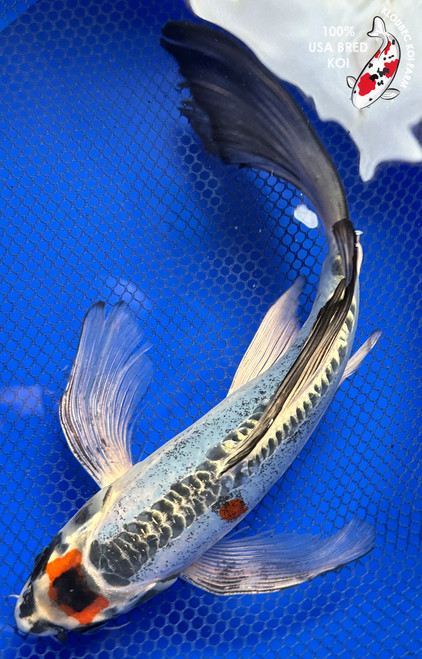 11" Shusui Butterfly Koi #J22330(X15)
