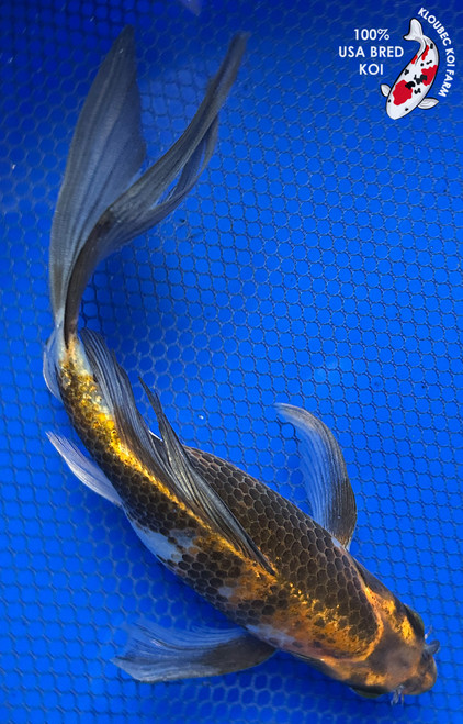 Shop Koi Varieties | Find Japanese Koi by Type | Kloubec Koi Farm
