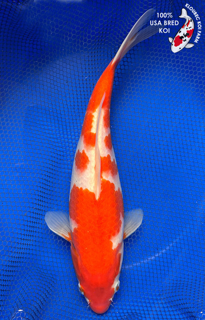 12" Kohaku Koi #J22336(X14)