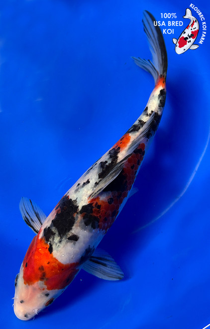 10.5" Sanke Koi #J22338(X8)