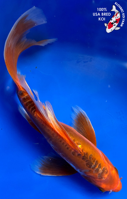 https://cdn11.bigcommerce.com/s-c81ee/images/stencil/500x659/products/24681/32329/22339-aka-shusui-butterfly-koi__22824.1772292548.jpg?c=2