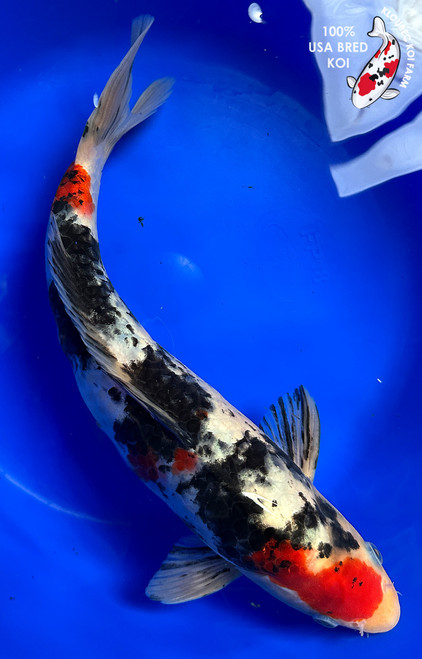 13" Sanke Koi #J22340(X8)