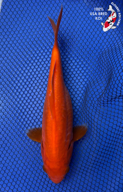 7.5" Doitsu Benigoi Koi #J2253(X16)