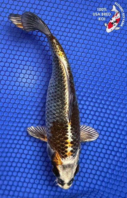 6.5" Bronze Kujaku Koi #J2254(X16)