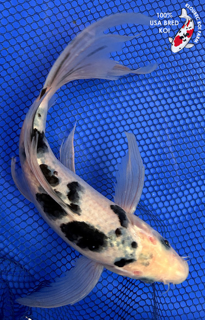 9" Shiro Bekko Butterfly Koi #J2255(X16)