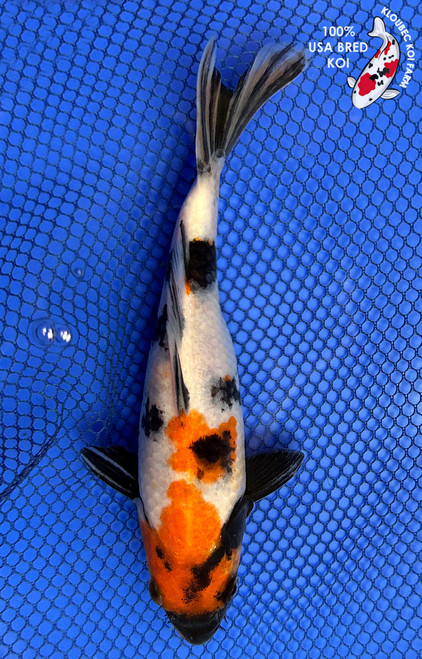 7" Showa Koi #J2256(X16)