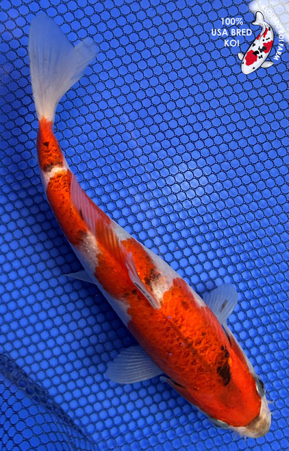 7.5" Goshiki Koi #J2257(X16)
