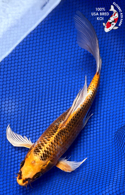 9.5" Kujaku Butterfly Koi #J22511(X17)