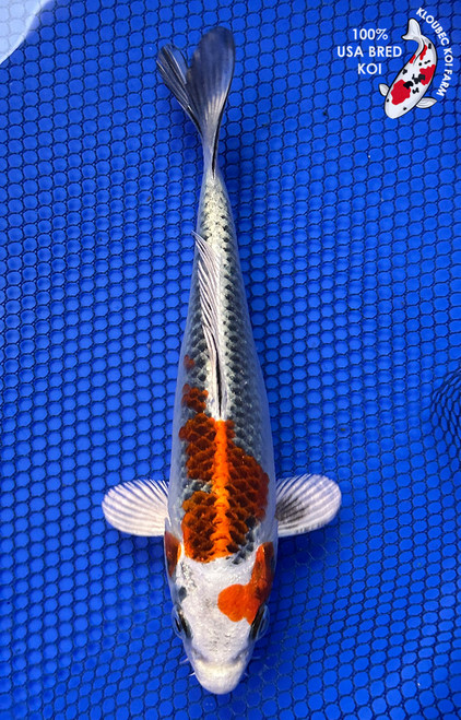 7" Kujaku Koi #J22512(X17)