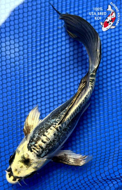 8" Kikokuryu Butterfly Koi #J22517(X17)
