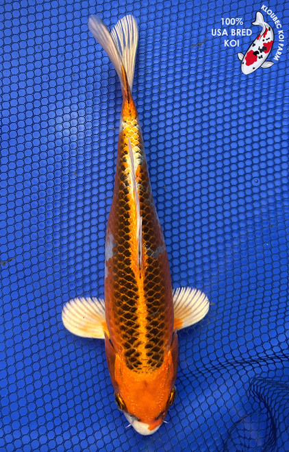 8.5" Kujaku Koi #J22518(X17)