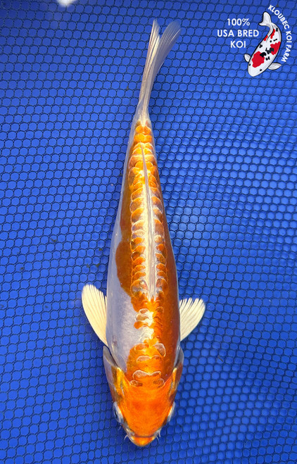 鯉8 Orange Koi Fish | Orange, Black & White Koi Carp | Kloubec Koi