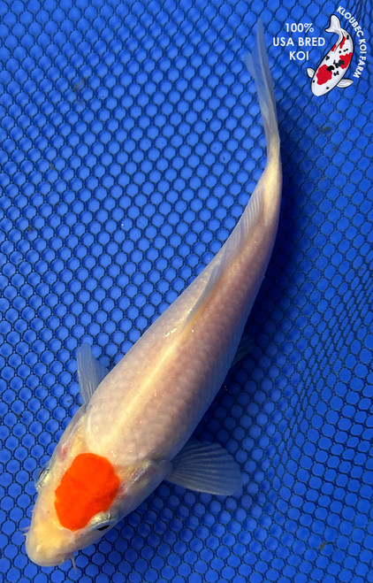 7" Tancho Kohaku Koi #J22524(X18)