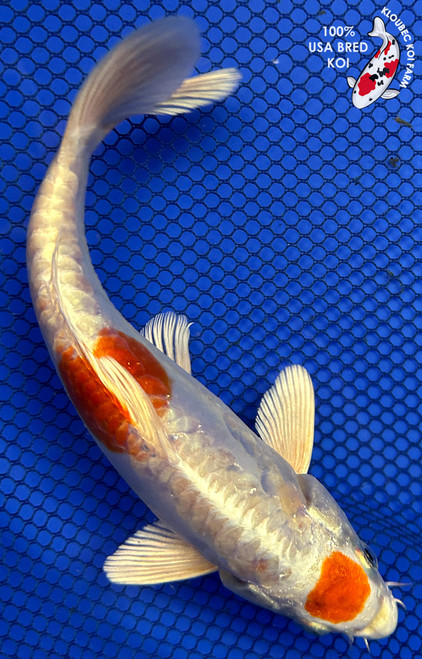 7.5" Doitsu Hariwake Koi #J22526(X18)