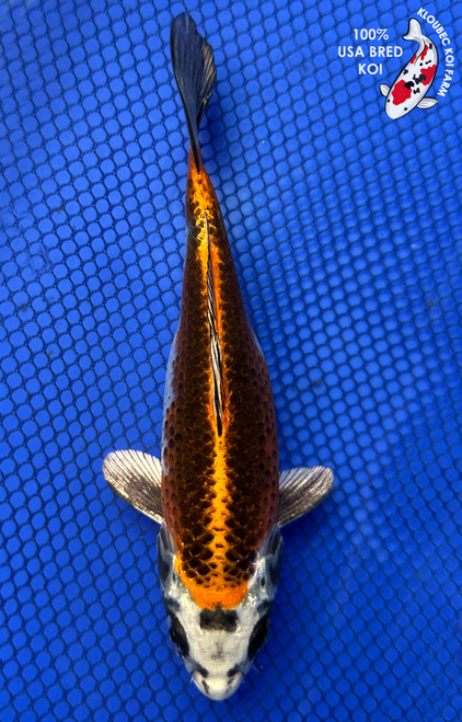 6.5" Kujaku Koi #J22529(X18)