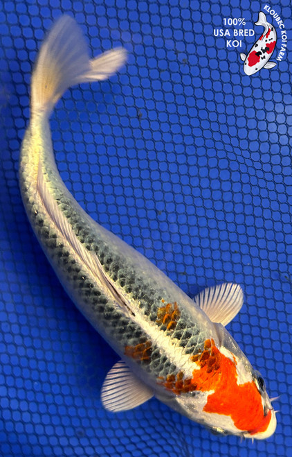 7.5" Kujaku Koi #J22530(X18)