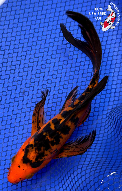 7" Doitsu Aka Bekko Butterfly Koi #J22536(X20)