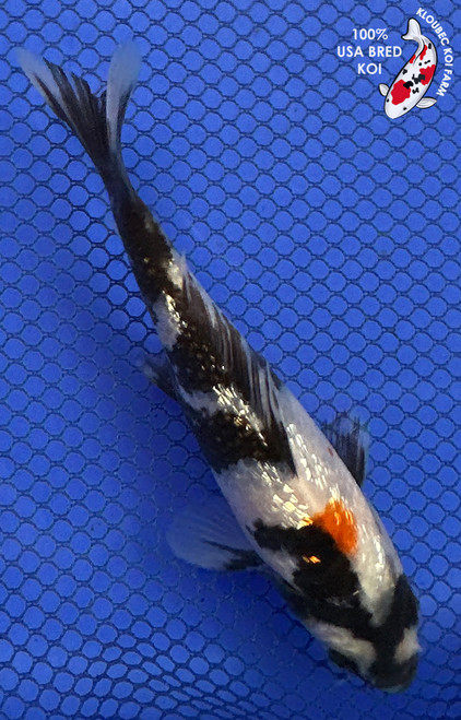 6" Gin Rin Showa Koi #J22541(X20)