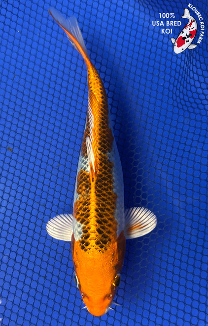 7.5" Kujaku Koi #J22542(X20)