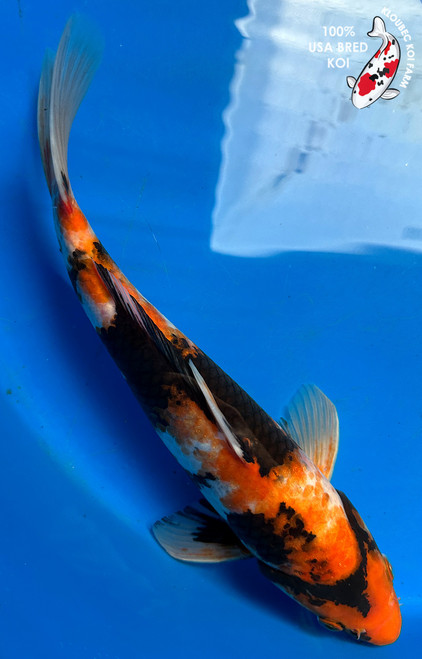 12" Showa Koi #J2272(P1)