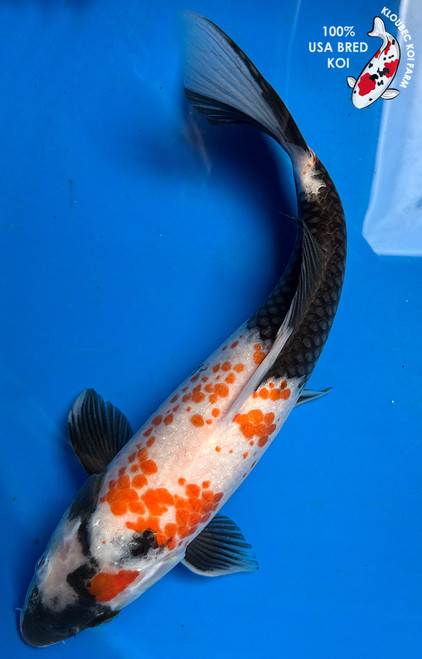 13.5" Showa Koi #J2275(P1)