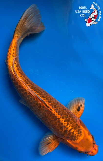 16" Matsuba Koi #J2277(S1)