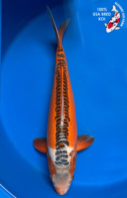 17" Shusui Koi #J2278(S1)