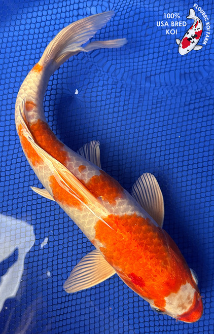 13" Hariwake Koi #J22713(P1)