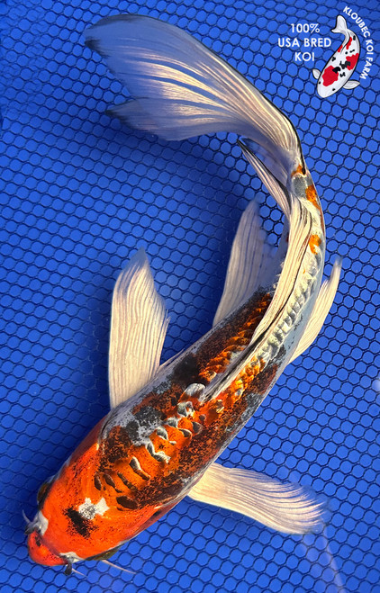 9.5" Beni Kikokuryu Butterfly Koi #J22718(X21)
