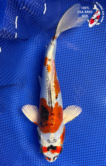 11" Beni Kikokuryu Koi #J22722(X23)