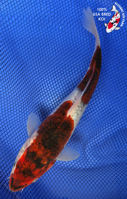 10.5" Budo Goromo Koi #J22723(X23)