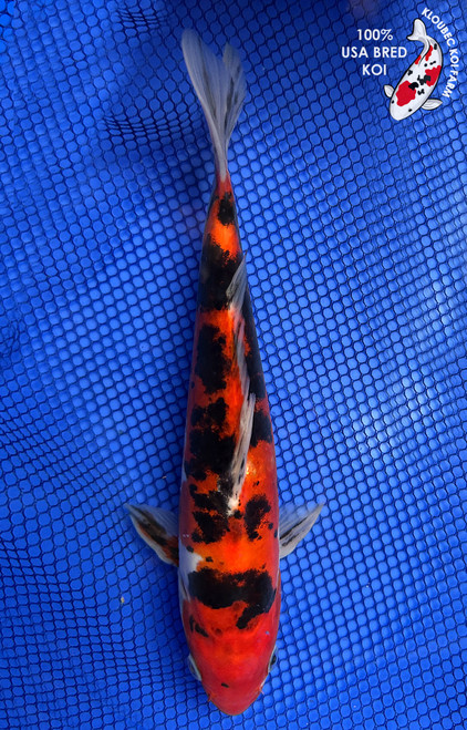 9" Doitsu Sanke Koi #J22726(X23)