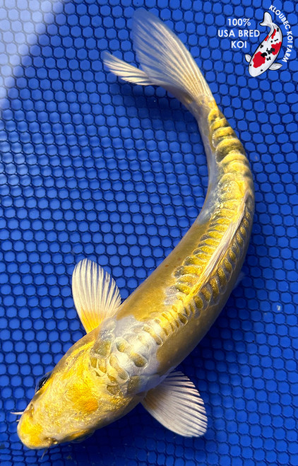 7.5" Doitsu Yamabuki Hariwake Koi #J22727(X23)