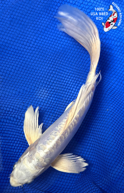 12" Doitsu Platinum Ogon Butterfly Koi #J22730(X24)