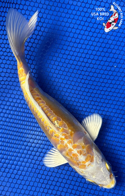 7.5" Doitsu Yamabuki Hariwake Koi #J22732(X24)