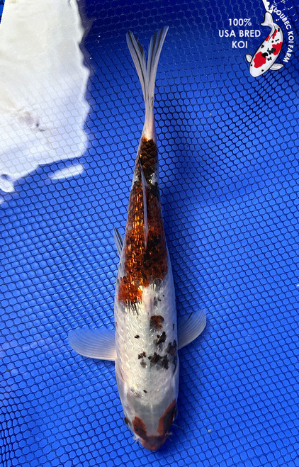 9.5" Gin Rin Sanke Goromo Koi #J22733(X24)