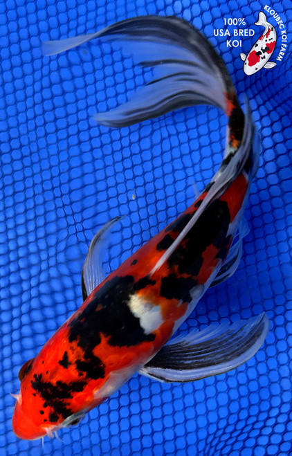 7.5" Doitsu Showa Butterfly Koi #J22734(X24)