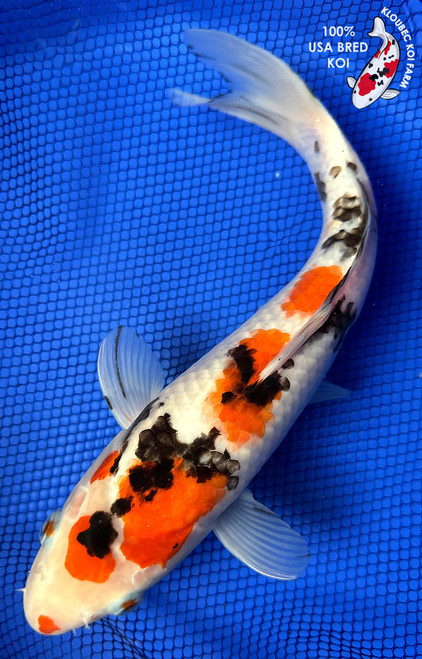 12" Sanke Koi #J22735(X24)