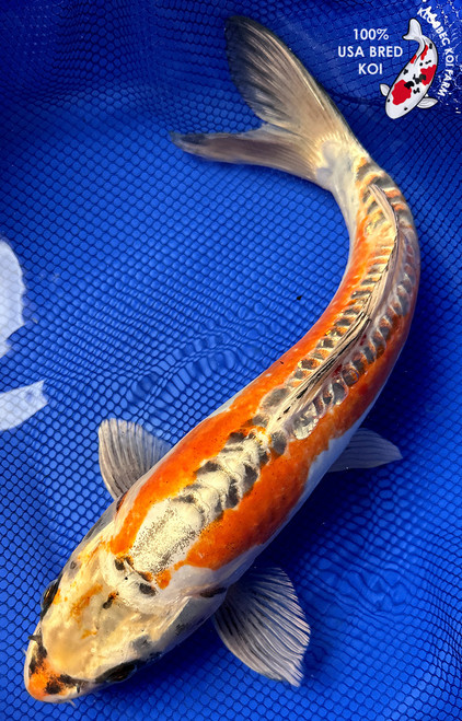 15" Kinsui Koi #J22736(P1)