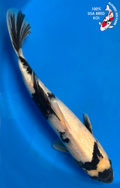 15.5" Shiro Utsuri Koi #J3101(P4)