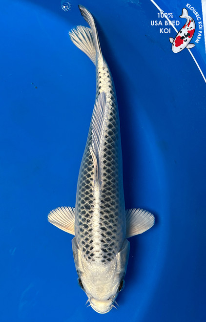 https://cdn11.bigcommerce.com/s-c81ee/images/stencil/500x659/products/24765/32506/3103-gin-matsuba-koi__22276.1773502026.jpg?c=2