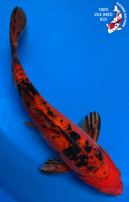 12" Doitsu Aka Bekko Koi #J3106(P4)