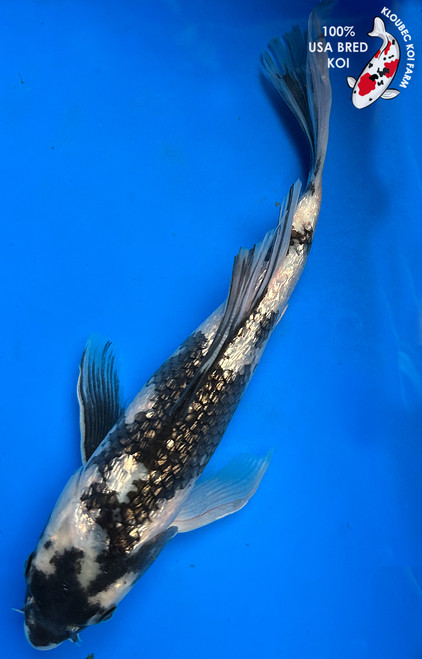 13" Gin Rin Shiro Utsuri Butterfly Koi #J3108(P4)