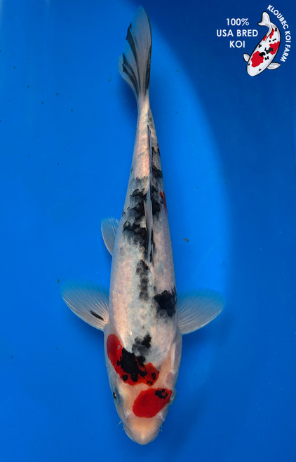Koi Fish for Sale | Japanese Koi Varieties Online | Kloubec Koi
